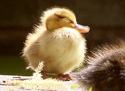 very cute duckling