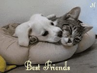 cat gatos GIF