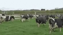 Springbreak Run GIF