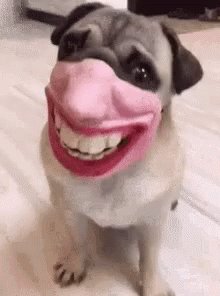 Pug Mask GIF