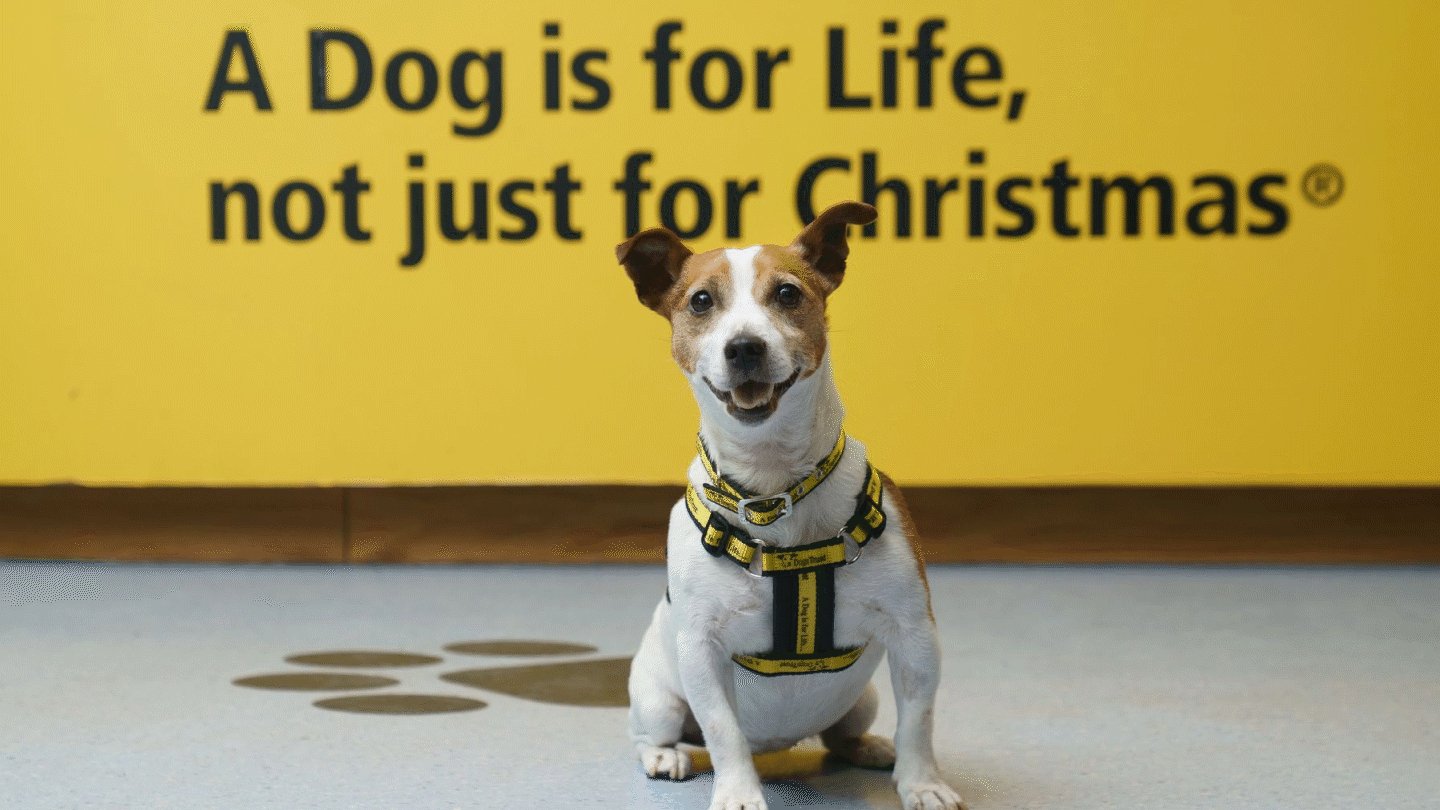 Dog for life not just christmas hotsell