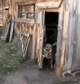 Russia Dog GIF