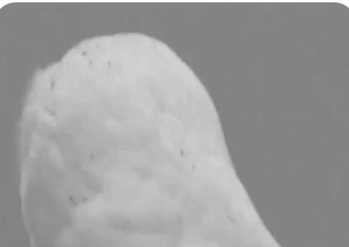 Surprise Owl GIF