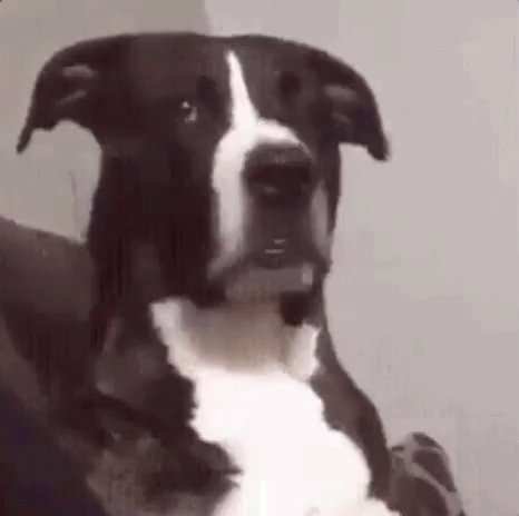 Ué / Quê? / Como É? / Cachorro Confuso GIF