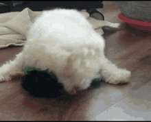 Man Best Friend Dog GIF