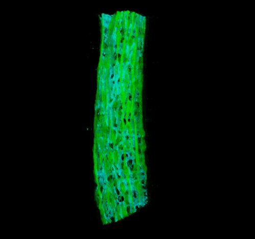 3D animation of the mammary epithelial bilayer