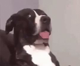 Dog Dawg GIF