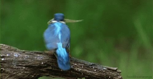 Bird Fish Smash GIF