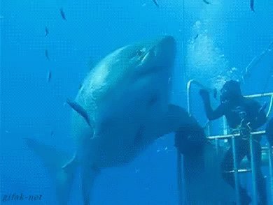 High Fiving A Shark GIF