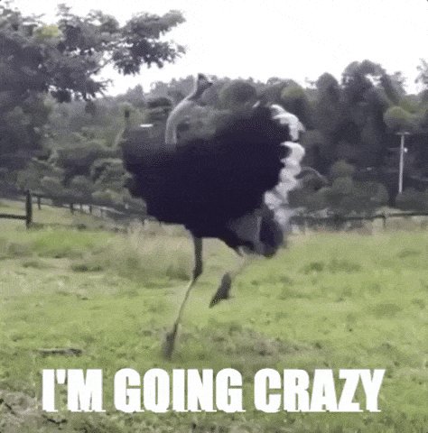 Ostriches Going Crazy GIF b...