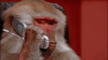 Monkey Phone Call GIF
