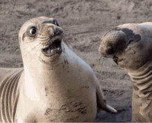 Shocked Seal GIF