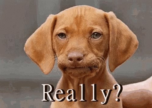 Disappointed Dog GIF