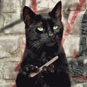 Unamused Cat GIF