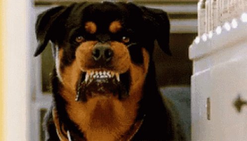 Dog Mad GIF