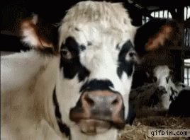 Cow Chewing GIF