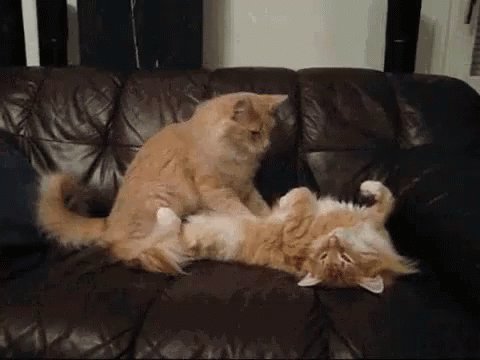 Relax GIF