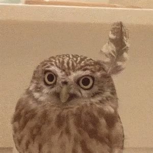 Fabulous Owl GIF