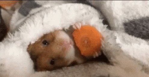 Hamster Eating Carrot In Bed GIF