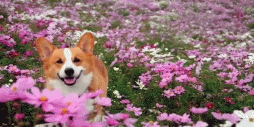 Corgi Happy In Spring Flowers GIF