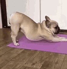 Pug Dog GIF