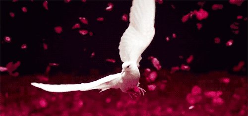 flying girls generation GIF