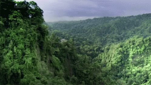 Forest Valley GIF