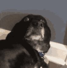 Dog Nervous GIF