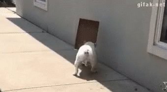 Lost Dog GIF
