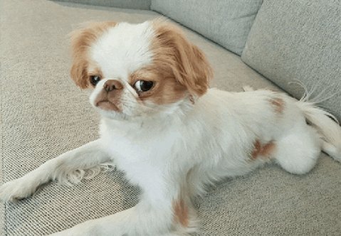 disappointed japanese chin GIF