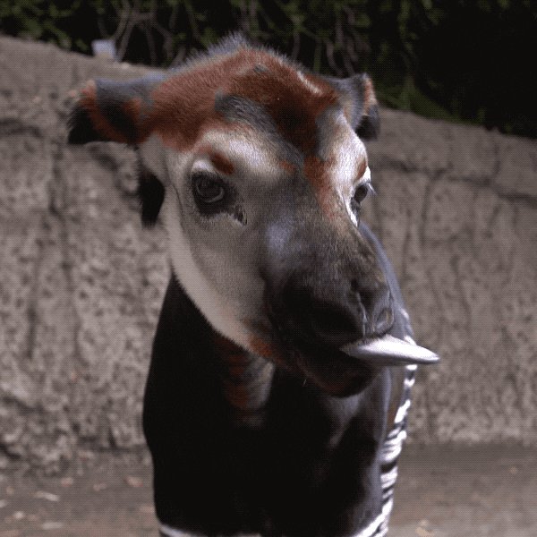 happy baby animal GIF by San Diego Zoo