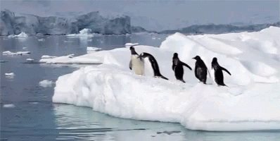 Antartica Penguin GIF