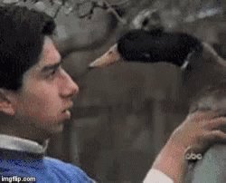 Duck Bite GIF