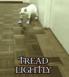 Tread Lightly Kitten GIF