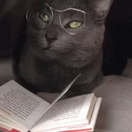 Cat Kitten GIF