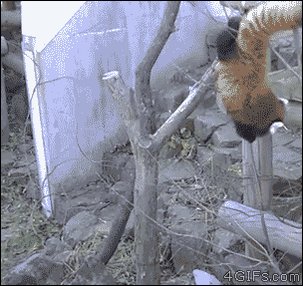 The great escape! Wow! #fun pic.twitter.com/8o5ztQ63Yr