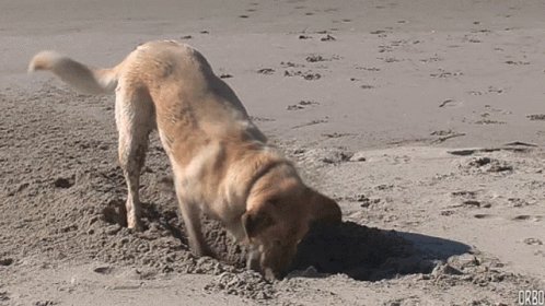 Fish Fanatic Dog GIF