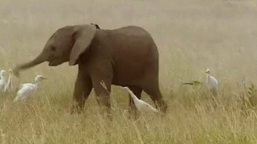 Trunk Spin GIF