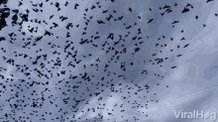 Flock Of Birds Flying Away GIF