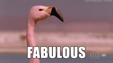 fabulous flamingo GIF