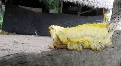 Trump Hair Caterpillar GIF