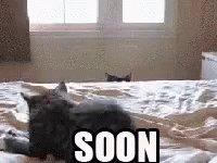 Soon Cat GIF