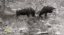 Moose Fighting Moose GIF