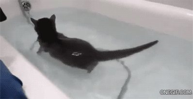 Kitty Goes For A Swim GIF