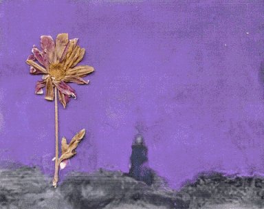 Found Footage Art GIF by an...