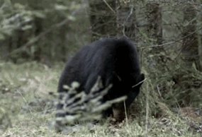 fall down black bear GIF