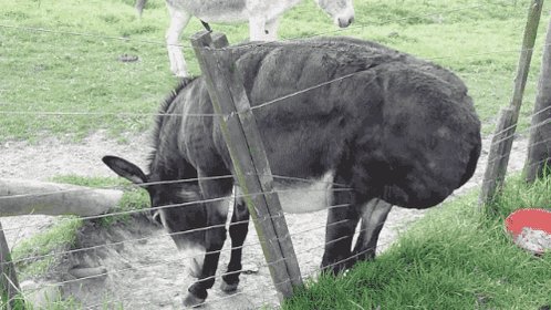 scratch donkey GIF