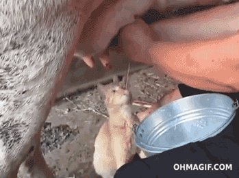 Gato em pé embaixo das teta...