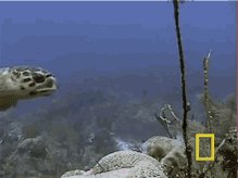 Turtle Hawksbill Turtle GIF