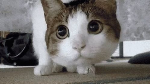 Cat Match GIF